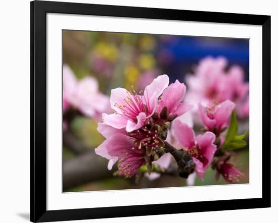 Peach Blossom Close Macro, Village, Chengdu, Sichuan, China-William Perry-Framed Photographic Print