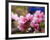 Peach Blossom Close Macro, Village, Chengdu, Sichuan, China-William Perry-Framed Photographic Print