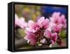 Peach Blossom Close Macro, Village, Chengdu, Sichuan, China-William Perry-Framed Stretched Canvas