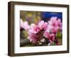 Peach Blossom Close Macro, Village, Chengdu, Sichuan, China-William Perry-Framed Photographic Print