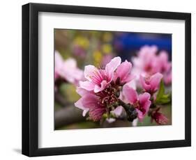 Peach Blossom Close Macro, Village, Chengdu, Sichuan, China-William Perry-Framed Photographic Print