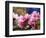 Peach Blossom Close Macro, Village, Chengdu, Sichuan, China-William Perry-Framed Photographic Print