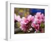 Peach Blossom Close Macro, Village, Chengdu, Sichuan, China-William Perry-Framed Photographic Print