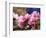 Peach Blossom Close Macro, Village, Chengdu, Sichuan, China-William Perry-Framed Photographic Print