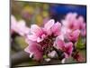 Peach Blossom Close Macro, Village, Chengdu, Sichuan, China-William Perry-Mounted Photographic Print