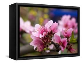 Peach Blossom Close Macro, Village, Chengdu, Sichuan, China-William Perry-Framed Stretched Canvas