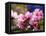 Peach Blossom Close Macro, Village, Chengdu, Sichuan, China-William Perry-Framed Stretched Canvas