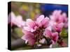 Peach Blossom Close Macro, Village, Chengdu, Sichuan, China-William Perry-Stretched Canvas