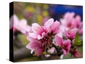 Peach Blossom Close Macro, Village, Chengdu, Sichuan, China-William Perry-Stretched Canvas