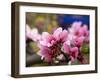 Peach Blossom Close Macro, Village, Chengdu, Sichuan, China-William Perry-Framed Photographic Print