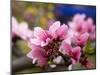 Peach Blossom Close Macro, Village, Chengdu, Sichuan, China-William Perry-Mounted Photographic Print