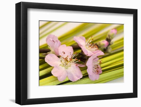 Peach Blossoms and Blades of Grass-Andrea Haase-Framed Photographic Print