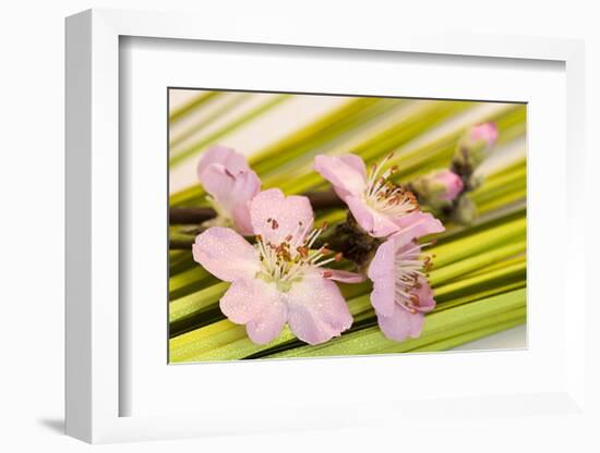 Peach Blossoms and Blades of Grass-Andrea Haase-Framed Photographic Print