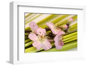 Peach Blossoms and Blades of Grass-Andrea Haase-Framed Photographic Print