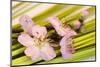 Peach Blossoms and Blades of Grass-Andrea Haase-Mounted Photographic Print