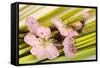 Peach Blossoms and Blades of Grass-Andrea Haase-Framed Stretched Canvas