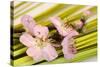 Peach Blossoms and Blades of Grass-Andrea Haase-Stretched Canvas