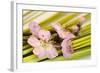 Peach Blossoms and Blades of Grass-Andrea Haase-Framed Photographic Print