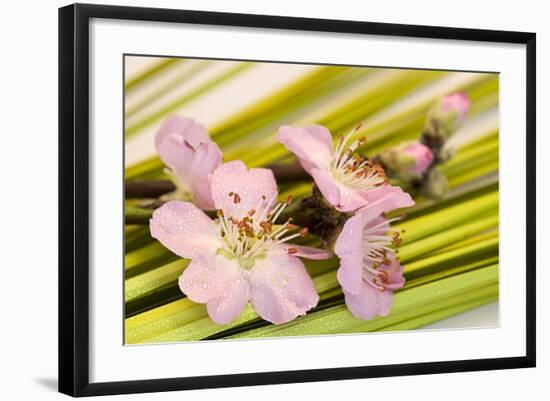 Peach Blossoms and Blades of Grass-Andrea Haase-Framed Photographic Print