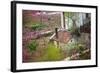 Peach Blossoms, Chinese Roofs, Village, Chengdu, Sichuan, China-William Perry-Framed Photographic Print