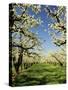 Peach Blossoms, Hood River, Oregon, USA-Michel Hersen-Stretched Canvas