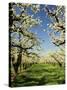 Peach Blossoms, Hood River, Oregon, USA-Michel Hersen-Stretched Canvas