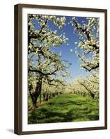 Peach Blossoms, Hood River, Oregon, USA-Michel Hersen-Framed Premium Photographic Print