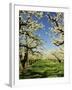 Peach Blossoms, Hood River, Oregon, USA-Michel Hersen-Framed Premium Photographic Print