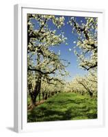 Peach Blossoms, Hood River, Oregon, USA-Michel Hersen-Framed Premium Photographic Print