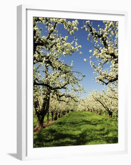 Peach Blossoms, Hood River, Oregon, USA-Michel Hersen-Framed Premium Photographic Print