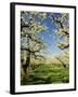 Peach Blossoms, Hood River, Oregon, USA-Michel Hersen-Framed Premium Photographic Print