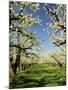 Peach Blossoms, Hood River, Oregon, USA-Michel Hersen-Mounted Premium Photographic Print