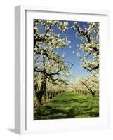 Peach Blossoms, Hood River, Oregon, USA-Michel Hersen-Framed Photographic Print