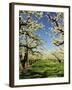 Peach Blossoms, Hood River, Oregon, USA-Michel Hersen-Framed Photographic Print