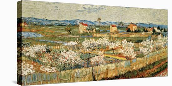 Peach Blossoms in the Crau, c.1889-Vincent van Gogh-Stretched Canvas