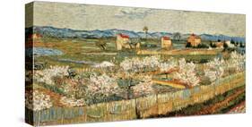 Peach Blossoms in the Crau, c.1889-Vincent van Gogh-Stretched Canvas