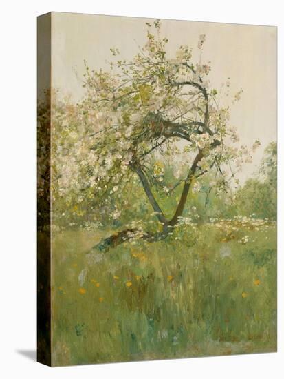 Peach Blossoms, Villiers-le-Bel, 1887-89-Childe Frederick Hassam-Stretched Canvas