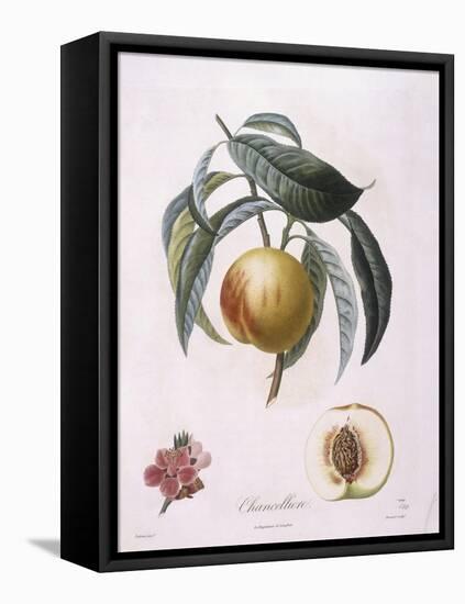 Peach Chancelliere Henry Louis Duhamel Du Monceau, Botanical Plate by Pierre Antoine Poiteau-null-Framed Stretched Canvas