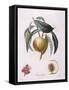 Peach Chancelliere Henry Louis Duhamel Du Monceau, Botanical Plate by Pierre Antoine Poiteau-null-Framed Stretched Canvas