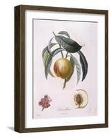 Peach Chancelliere Henry Louis Duhamel Du Monceau, Botanical Plate by Pierre Antoine Poiteau-null-Framed Giclee Print