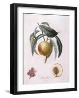 Peach Chancelliere Henry Louis Duhamel Du Monceau, Botanical Plate by Pierre Antoine Poiteau-null-Framed Giclee Print