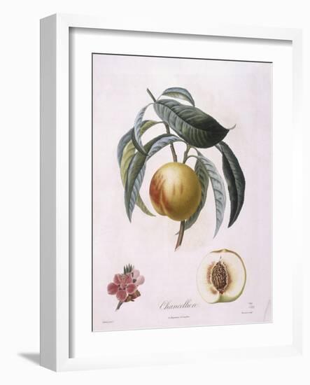 Peach Chancelliere Henry Louis Duhamel Du Monceau, Botanical Plate by Pierre Antoine Poiteau-null-Framed Giclee Print