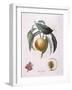 Peach Chancelliere Henry Louis Duhamel Du Monceau, Botanical Plate by Pierre Antoine Poiteau-null-Framed Giclee Print