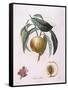 Peach Chancelliere Henry Louis Duhamel Du Monceau, Botanical Plate by Pierre Antoine Poiteau-null-Framed Stretched Canvas