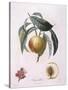 Peach Chancelliere Henry Louis Duhamel Du Monceau, Botanical Plate by Pierre Antoine Poiteau-null-Stretched Canvas