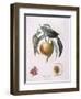 Peach Chancelliere Henry Louis Duhamel Du Monceau, Botanical Plate by Pierre Antoine Poiteau-null-Framed Giclee Print