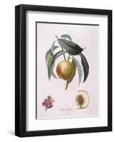 Peach Chancelliere Henry Louis Duhamel Du Monceau, Botanical Plate by Pierre Antoine Poiteau-null-Framed Giclee Print