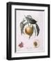 Peach Chancelliere Henry Louis Duhamel Du Monceau, Botanical Plate by Pierre Antoine Poiteau-null-Framed Giclee Print