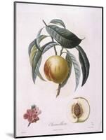Peach Chancelliere Henry Louis Duhamel Du Monceau, Botanical Plate by Pierre Antoine Poiteau-null-Mounted Giclee Print