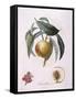 Peach Chancelliere Henry Louis Duhamel Du Monceau, Botanical Plate by Pierre Antoine Poiteau-null-Framed Stretched Canvas